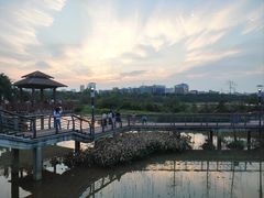 -立新湖公园
