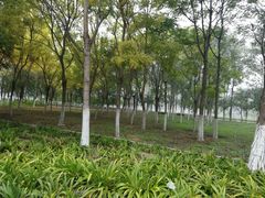 -大兴滨河森林公园