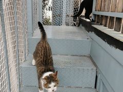 -喵屿·大理花园猫咖