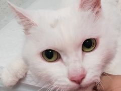 -纳吉亚猫专科动物诊疗中心(蒋宅口分院)
