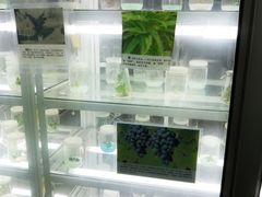 集发观光园 (24)-细胞培养-北戴河集发农业梦想王国