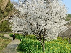 -苏州上方山国家森林公园