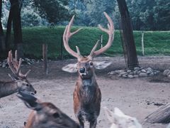 -北京野生动物园