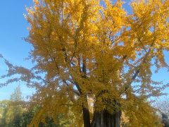 -苏州文庙(姑苏区)