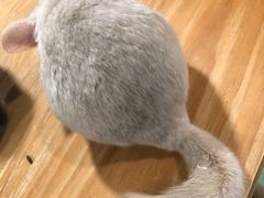 -藦茜花园宠物主题亲子互动体验馆(国顺东路店)