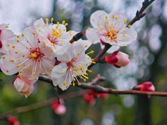 -同里国家湿地公园