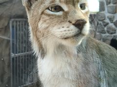-青藏高原野生动物园