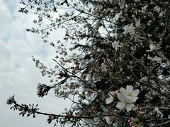 -武汉大学-樱园