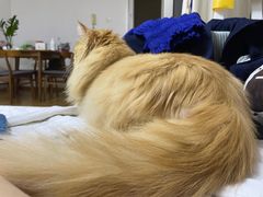 -爱洗澡的猫(望京店)