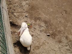 -前小桔亲子创意农场·草莓采摘·露营烧烤