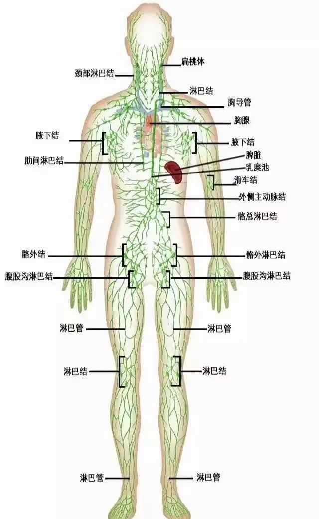 人体只要有血液的地方就有淋巴,最大的淋巴分布就是在颈部淋巴,腋下