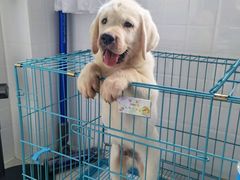 -翊宠yipet猫狗购宠庄园