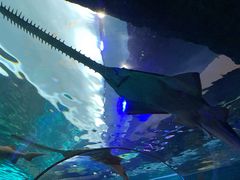 -瑞普利水族馆