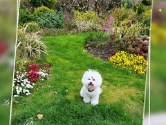 -翊宠yipet猫狗购宠庄园犬舍•猫舍