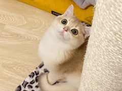 -东方名猫馆·英短金渐层布偶猫舍(环线广场1号楼店)