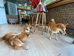 -柴犬高等学院·狗咖·柴犬售卖·宠物训练