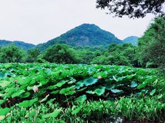 -八卦田遗址公园