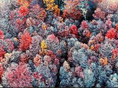 -罗红摄影艺术馆