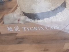 -袖虎·猫馆(体育西路店)