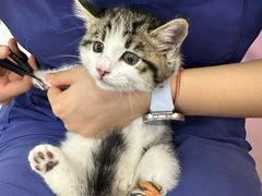 -北京观赏动物医院·24小时大型综合·猫专科·异宠专科
