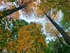 -上海共青森林公园