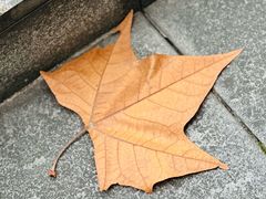 -重庆市江北嘴中央商务区中央公园