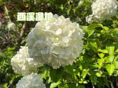 -西溪国家湿地公园