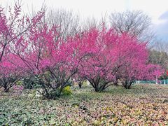 -九里河湿地公园