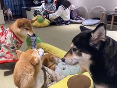 -逗柴咖啡屋·狗咖猫咖宠物桌游