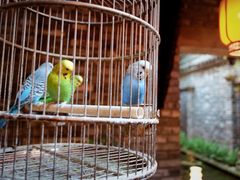 -鱼桥巷·美学川菜