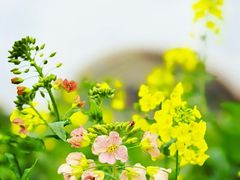 -中国天府农业博览园