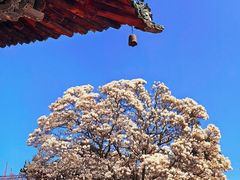 -报恩寺(平武县)