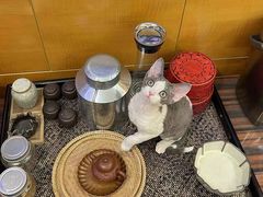 -山宅一喵德文卷毛猫舍