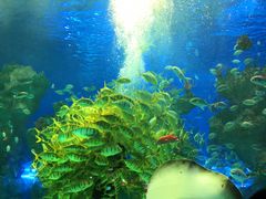 -芜湖新华联大白鲸海洋公园