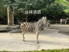-上海野生动物园
