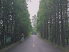 -日照海滨国家森林公园