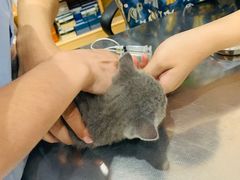 -瑞派名望24h动物医院异宠专科·猫专科·骨科·重症监护分院