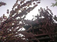 -西安青龙寺遗址景区