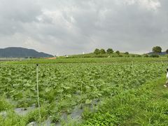 -光明小镇欢乐田园