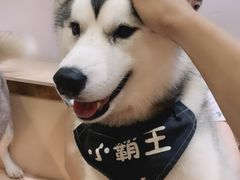 -Husky Go! 哈士奇体验馆·宠物咖啡厅狗咖