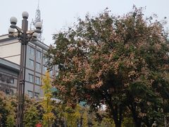 -一记洛阳菜·糖醋小排·水席(十字街店)