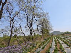 -大连铭湖国际观光牧场