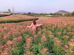 -径山花海