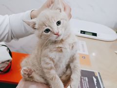 -伟伟宠物医院·CT影像中心·瑞派犬猫综合性门诊(汉口总院)
