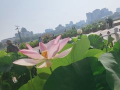 -莲花池公园