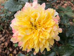 -人民公园(罗湖区)