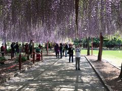 -嘉定紫藤园