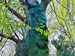 -黄海国家森林公园