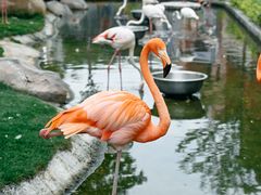 -灵玲国际马戏城