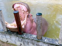 -常州淹城野生动物世界